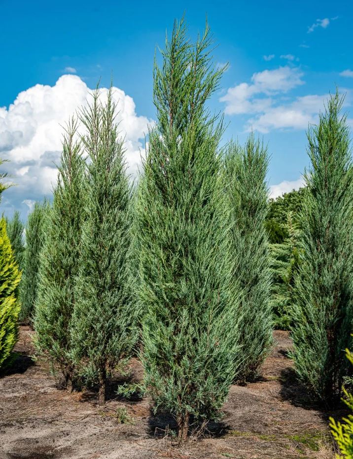 Juniperus scopulorum 'Skyrocket'